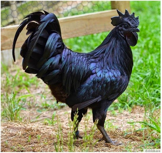 The Ayam Cemani