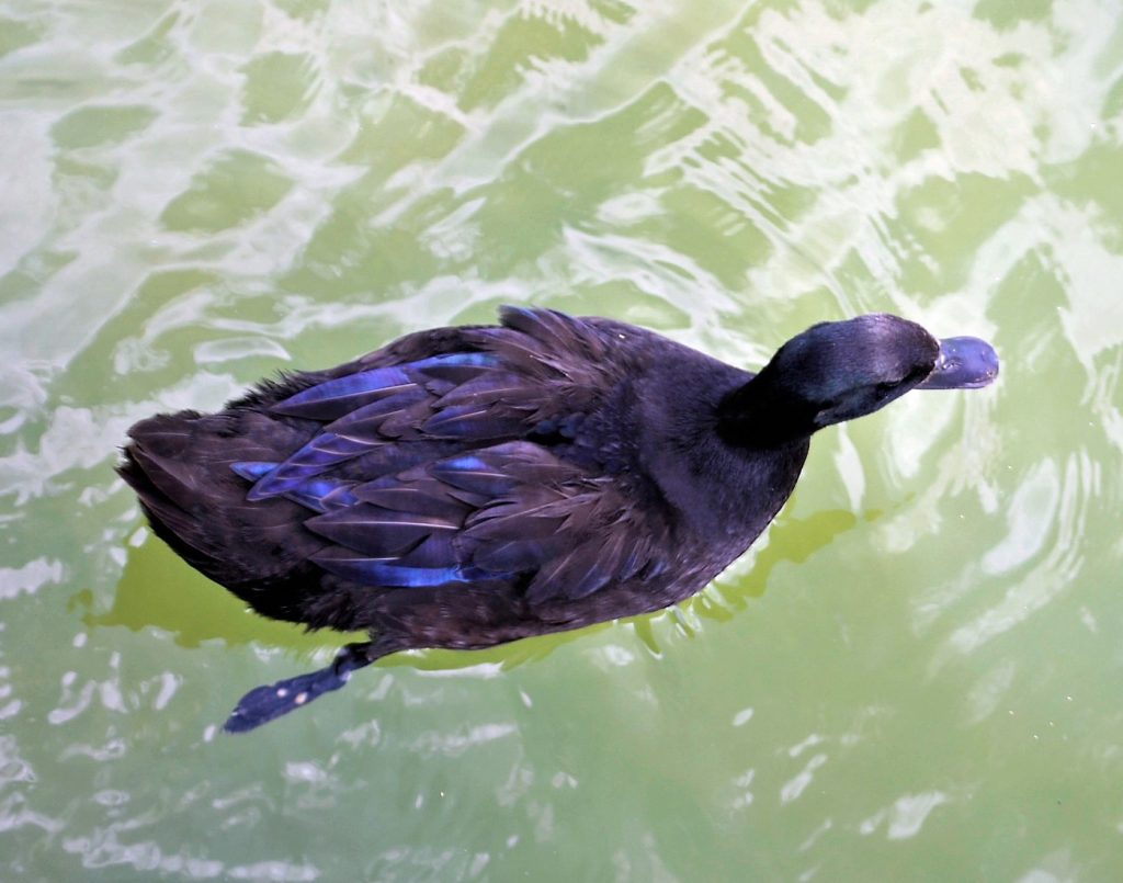 Cayuga Duck Swimming